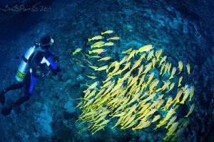 diving with school of blue striped snappers in water of K... by Boris Pamikov 